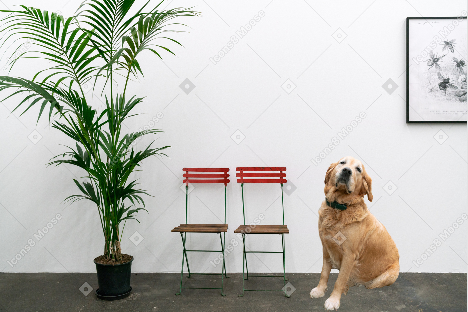 Dog sitting next to chairs and potted plant