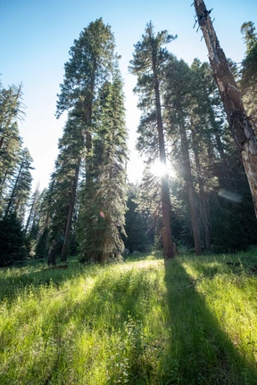 Nature
