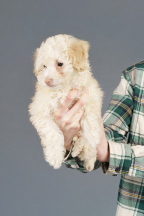 White poodle in human hands isolated on grey