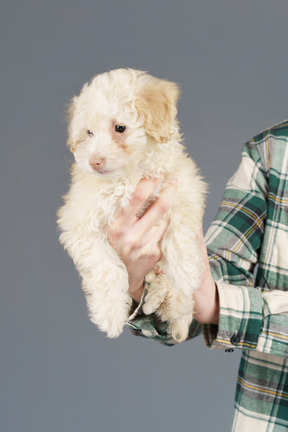 Poodle branco em mãos humanas isoladas em cinza