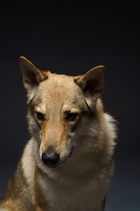 Close-up de um cachorro parecido com um lobo olhando para baixo