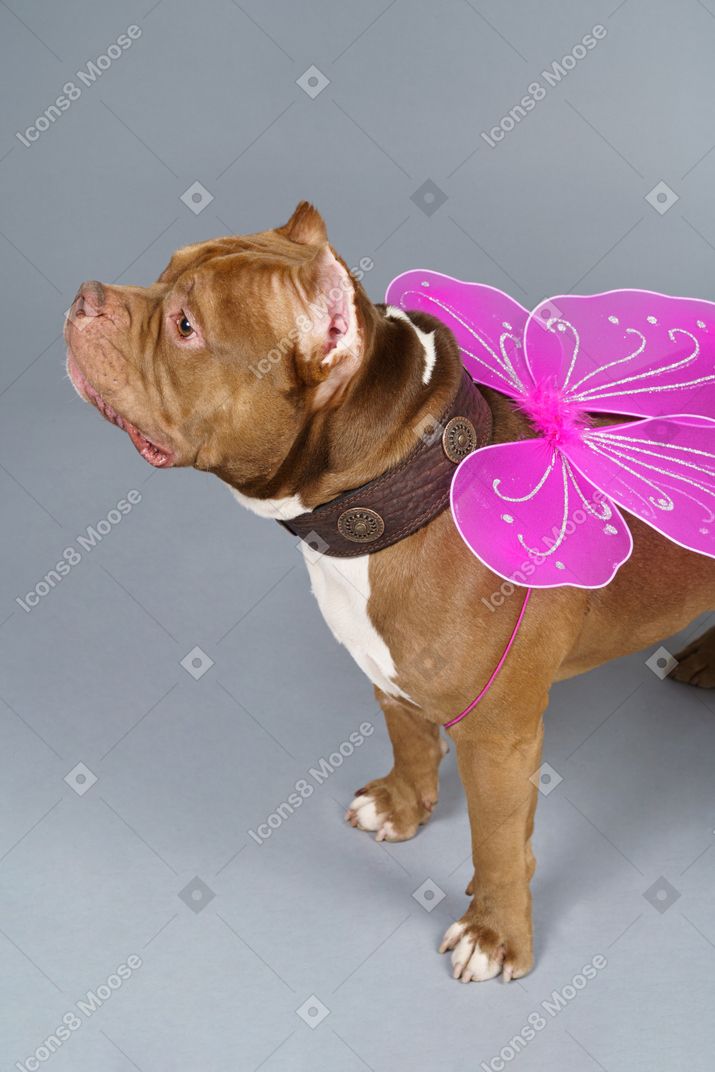 Close-up of a dog fairy with pink wings looking aside