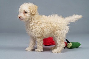 Side view of a tiny poodle among the toys isolated on gray