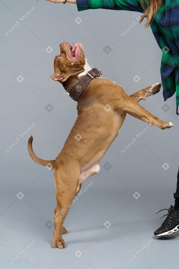 精力充沛的棕色斗牛犬跳跃的侧视图