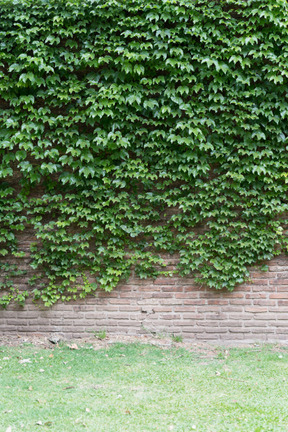 Mur de briques recouvert de lierre