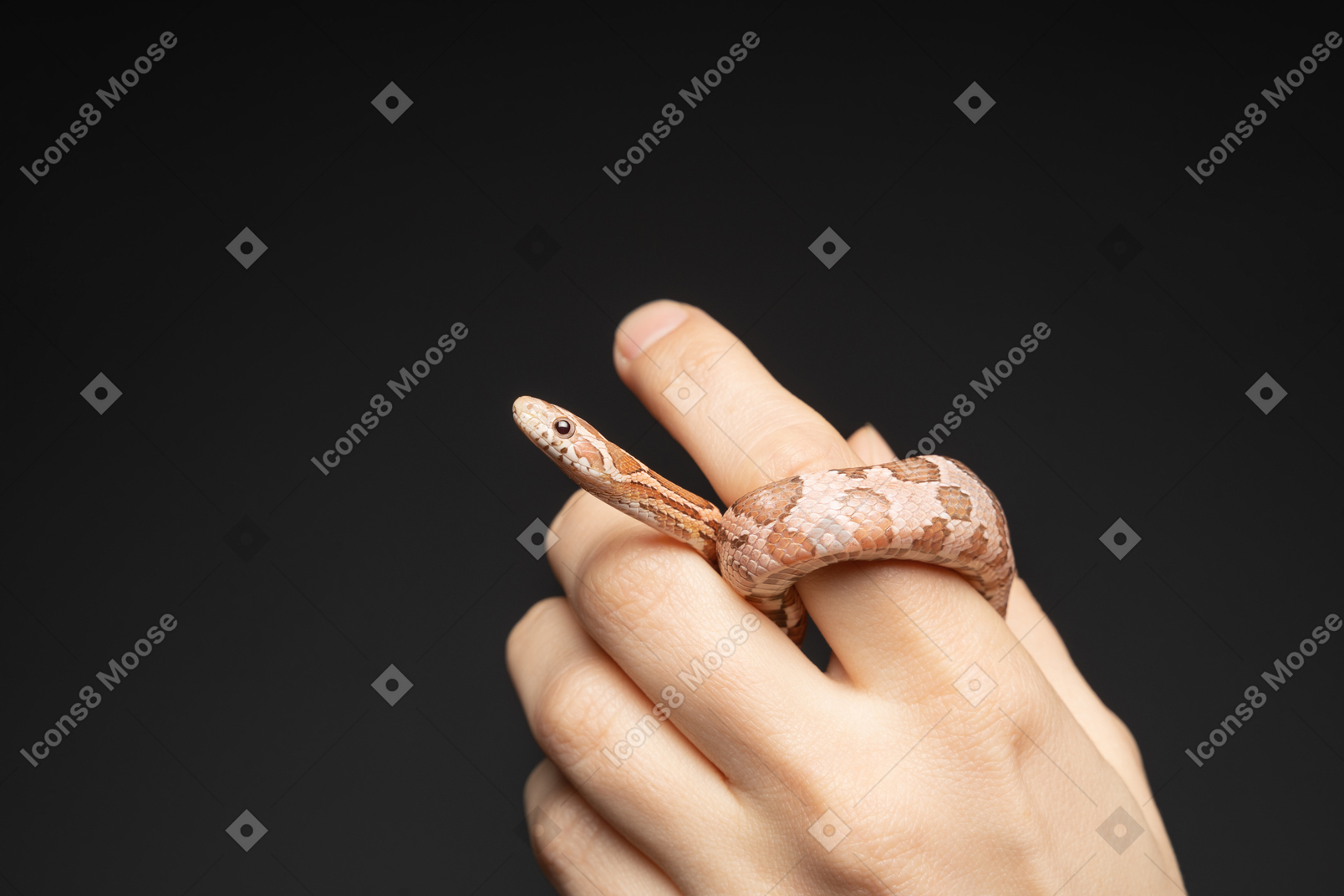 Pequena serpente de milho, curvando-se em torno do dedo humano