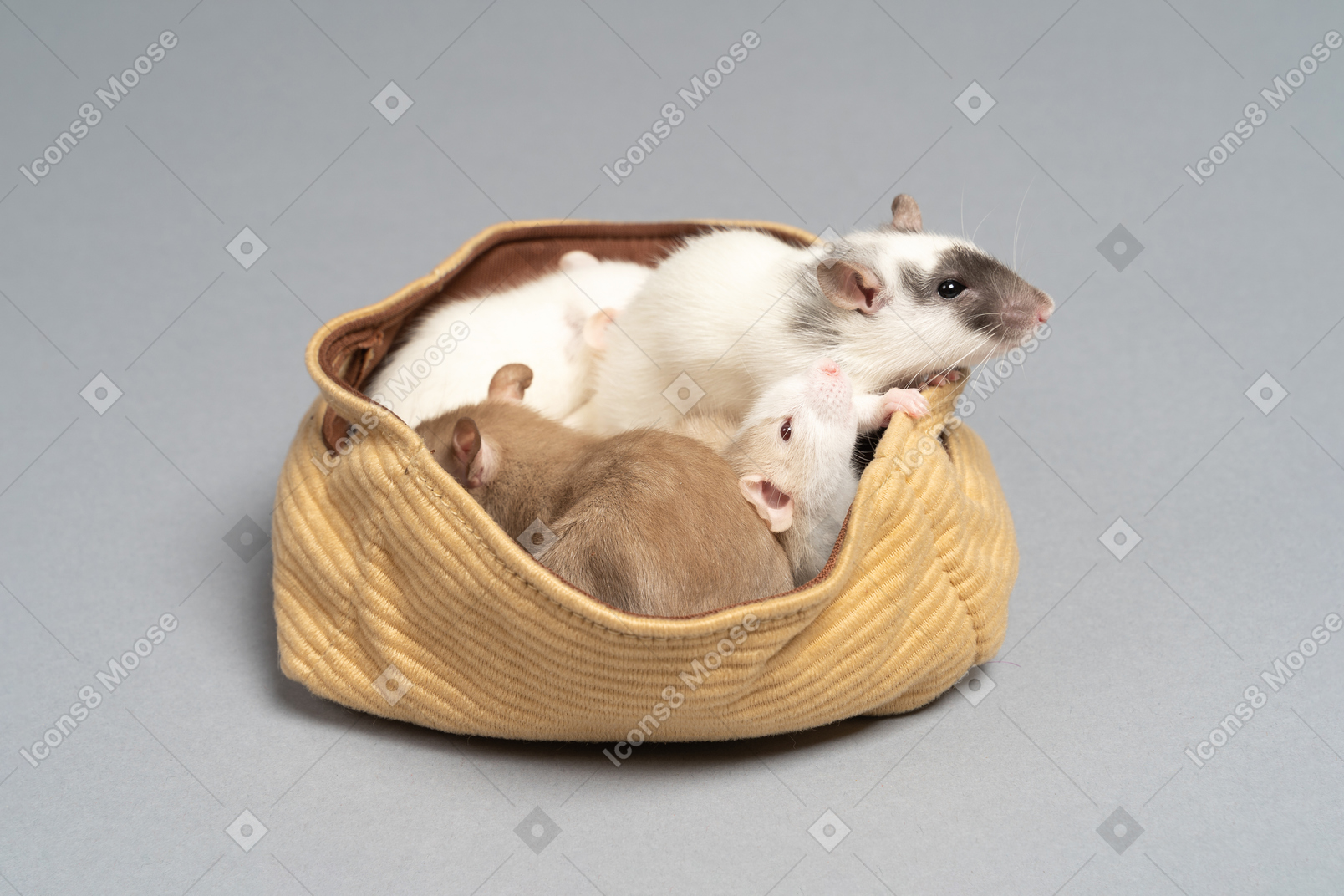 Um monte de ratos fofos, sentado em uma bolsa amarela