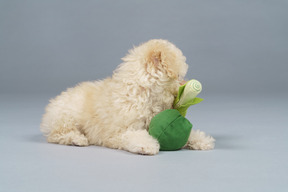 De corpo inteiro de um pequeno poodle brincando com vegetais de brinquedo