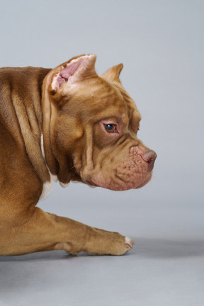 Nahaufnahme einer braunen bulldogge, die liegt und traurig beiseite schaut