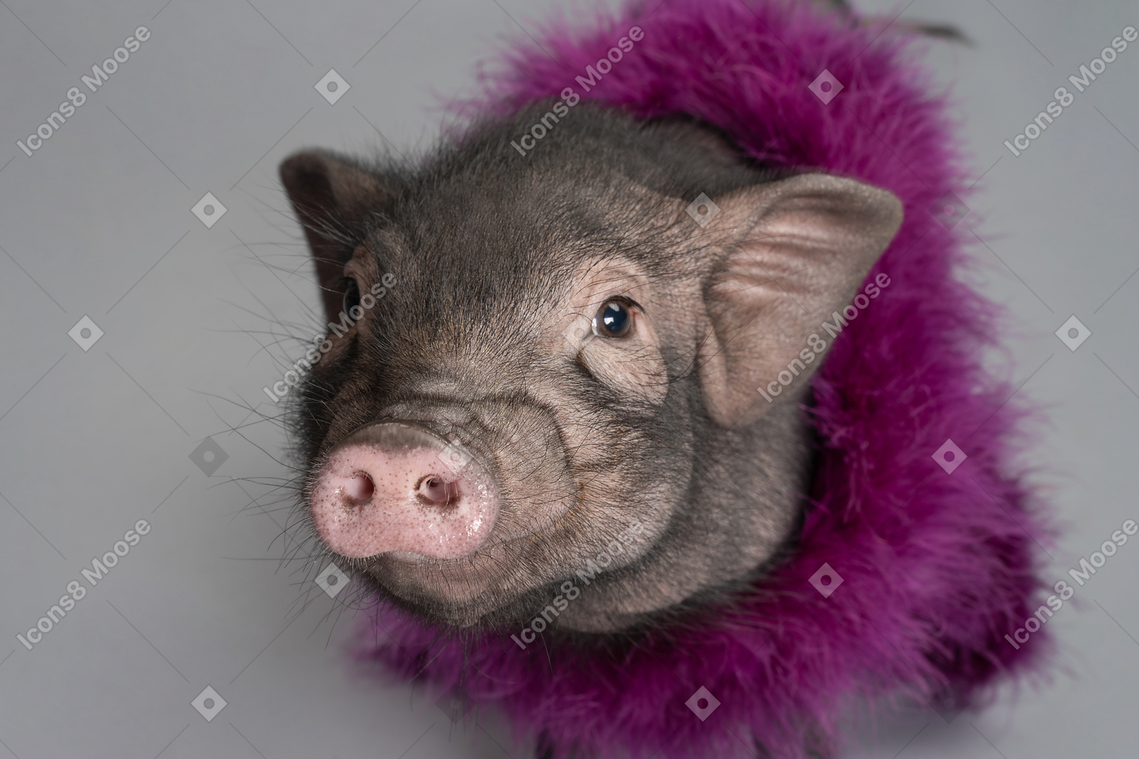Süßes kleines schwein, das eine boa trägt, geht irgendwohin