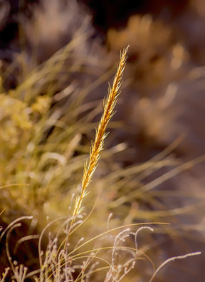 La Nature