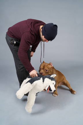 Full-length a brown bulldog and his male master playing with fluffy dog toy