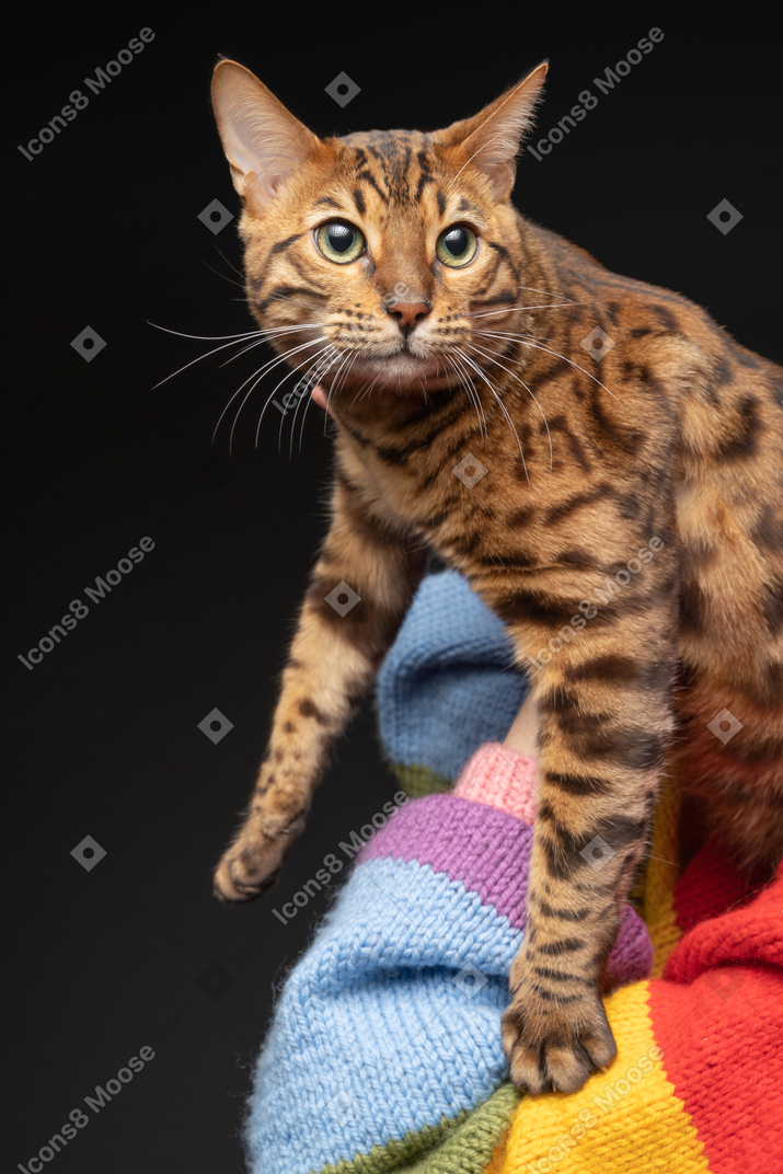 A bengal cat focused on something curious