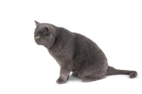 Gatto grigio