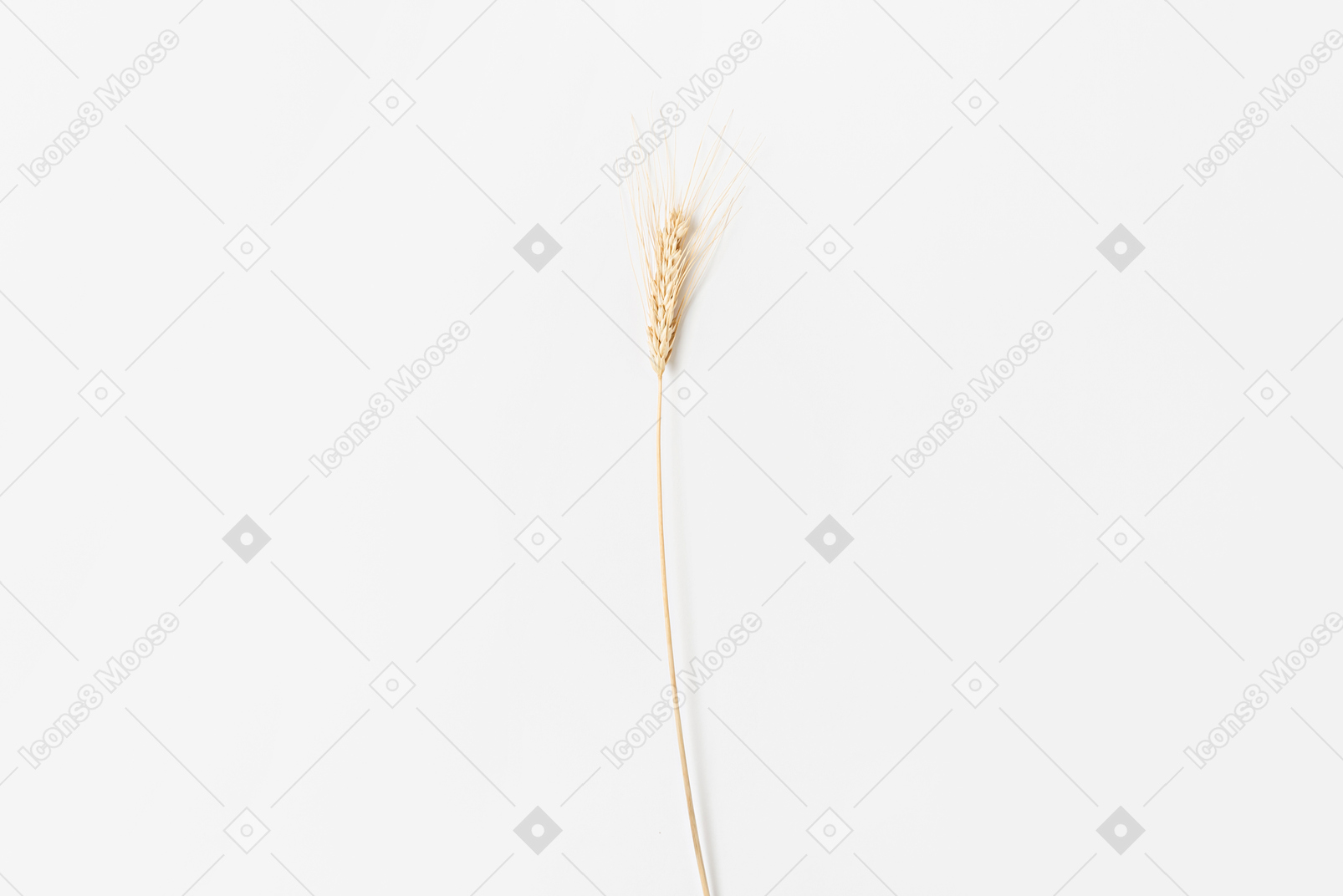Wheat ear on white background