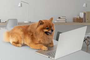 Red pomeranian looking at laptop screen