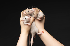 Haufen mäuse von menschenhand gehalten