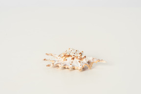 Sea shell on a white background