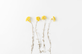 Yellow flowers on white background