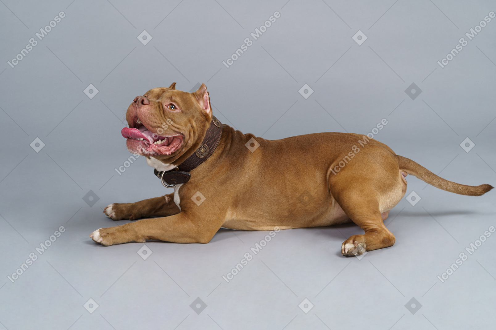 Vista lateral de un bulldog marrón mirando a un lado y girando la cabeza