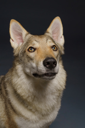 Close-up de um cachorro parecido com um lobo olhando para cima