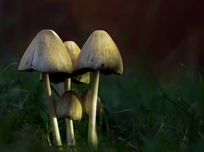 Naturaleza