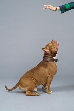Seitenansicht einer sitzenden bulldogge, die zur weiblichen hand aufschaut und bereit ist zu springen