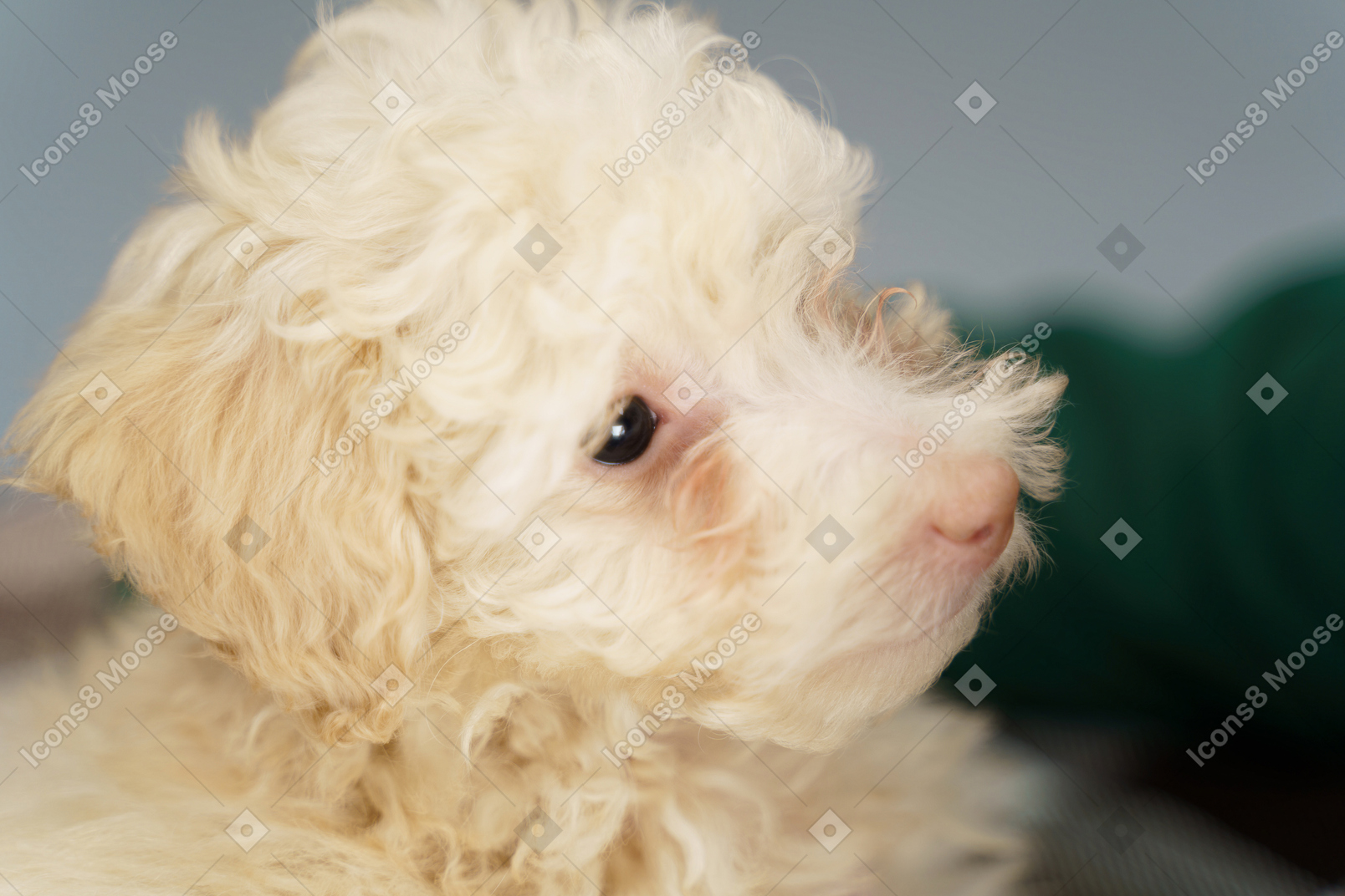 Close-up de um pequeno poodle olhando para o lado