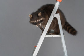 A raccoon is on the top