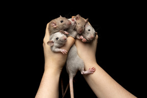 Mäuse in menschlichen händen