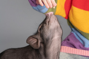 Una mujer alimentando a un pequeño cerdo mascota con sus manos