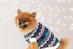 Flauschiger hund in einem weihnachtspullover