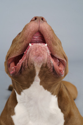 Close-up de um bulldog marrom olhando para cima, mostrando suas patas