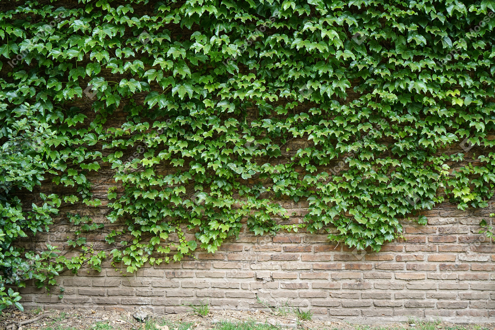 植物が飾られたレンガの壁