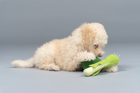 Poodle branco bonito, brincando com um brinquedo