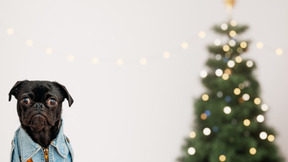 A small black dog wearing a jean jacket in front of a christmas tree