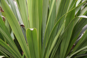 La vegetazione del giardino