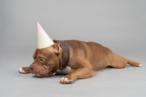 Dog in cap lying