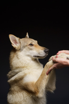 Primo piano di un simpatico cane simile a un lupo tenuto da mani umane