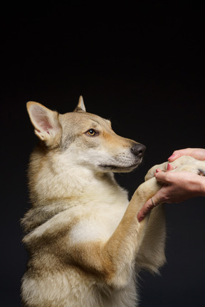 Nahaufnahme eines niedlichen wolfartigen hundes, der von menschlichen händen gehalten wird