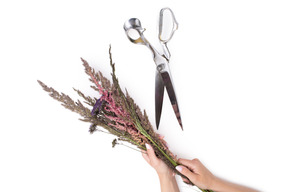 Bouquet of dried flowers