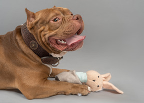 A dog has catched a toy bunny