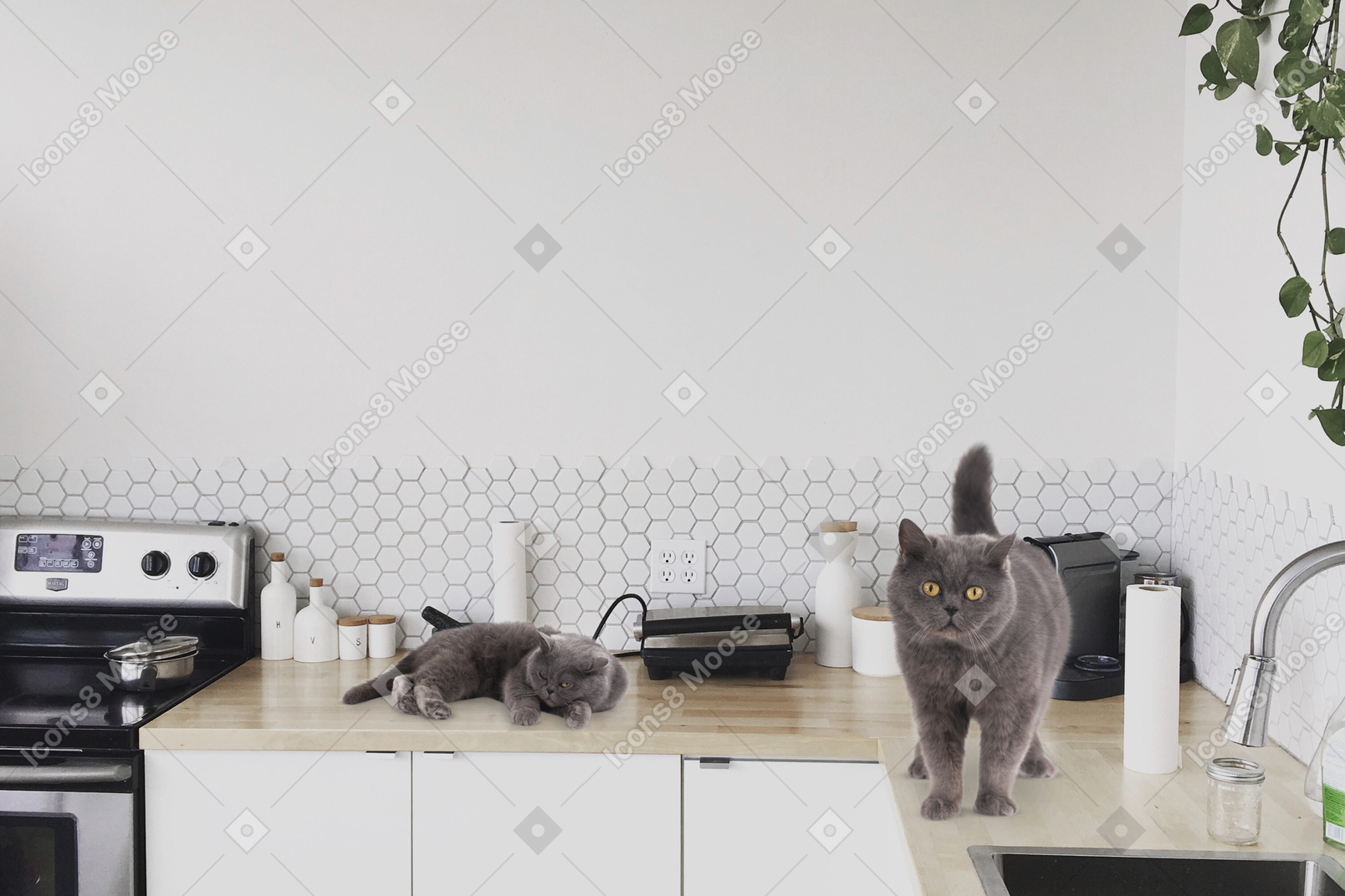 Two grey cats on kitchen counter