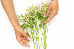 Manos femeninas que sostienen la ramita de la flor