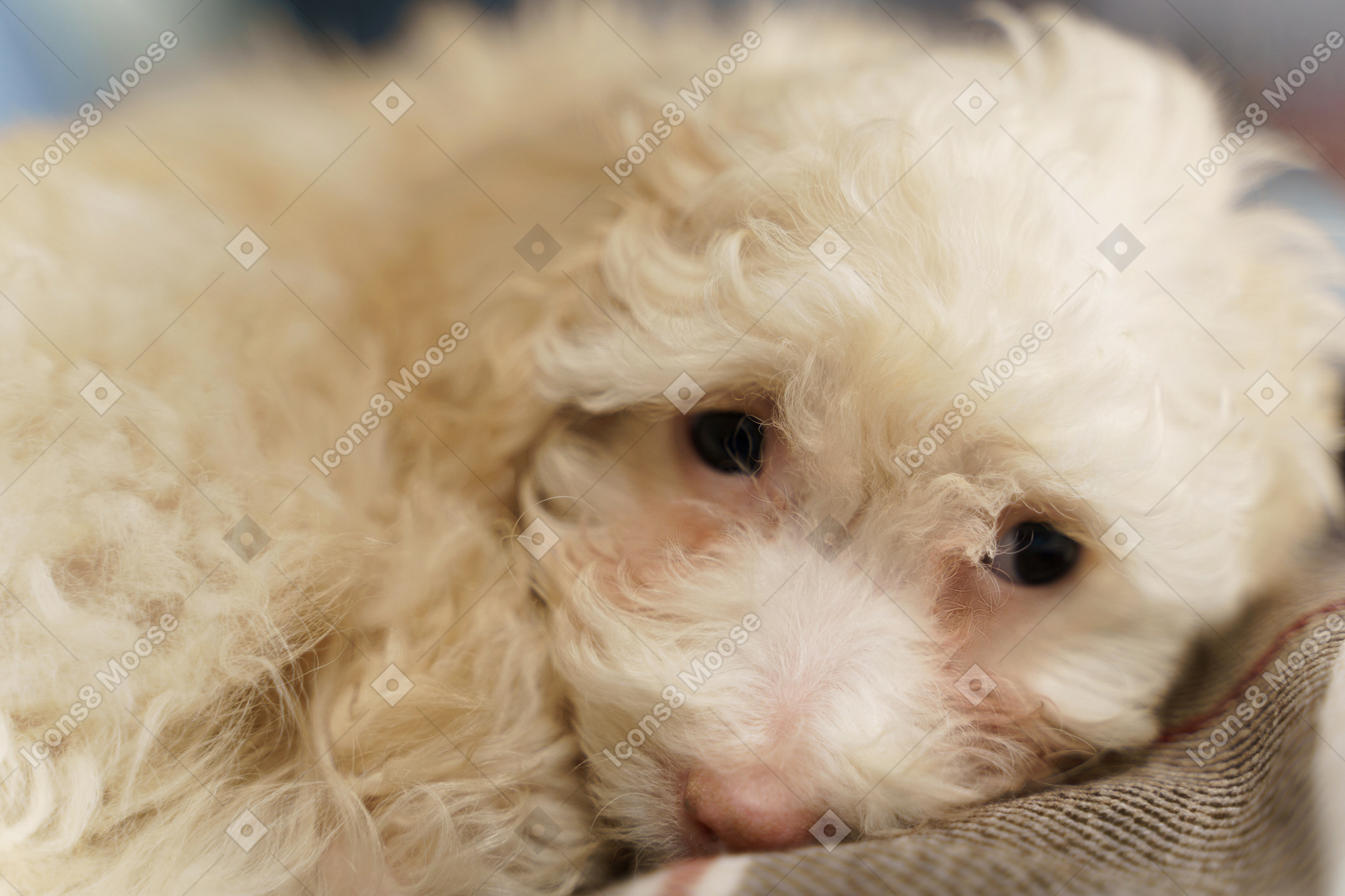 Lose-up of a white poodle lying on a checked blanket