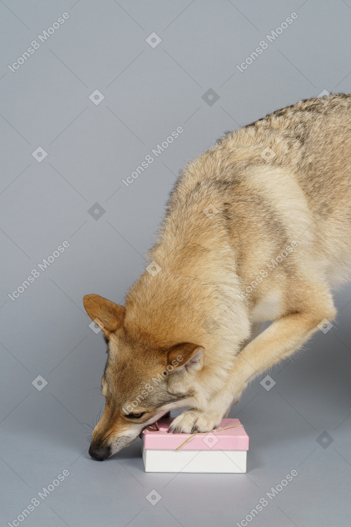 Крупный план волкоподобной собаки, кусающей коробку