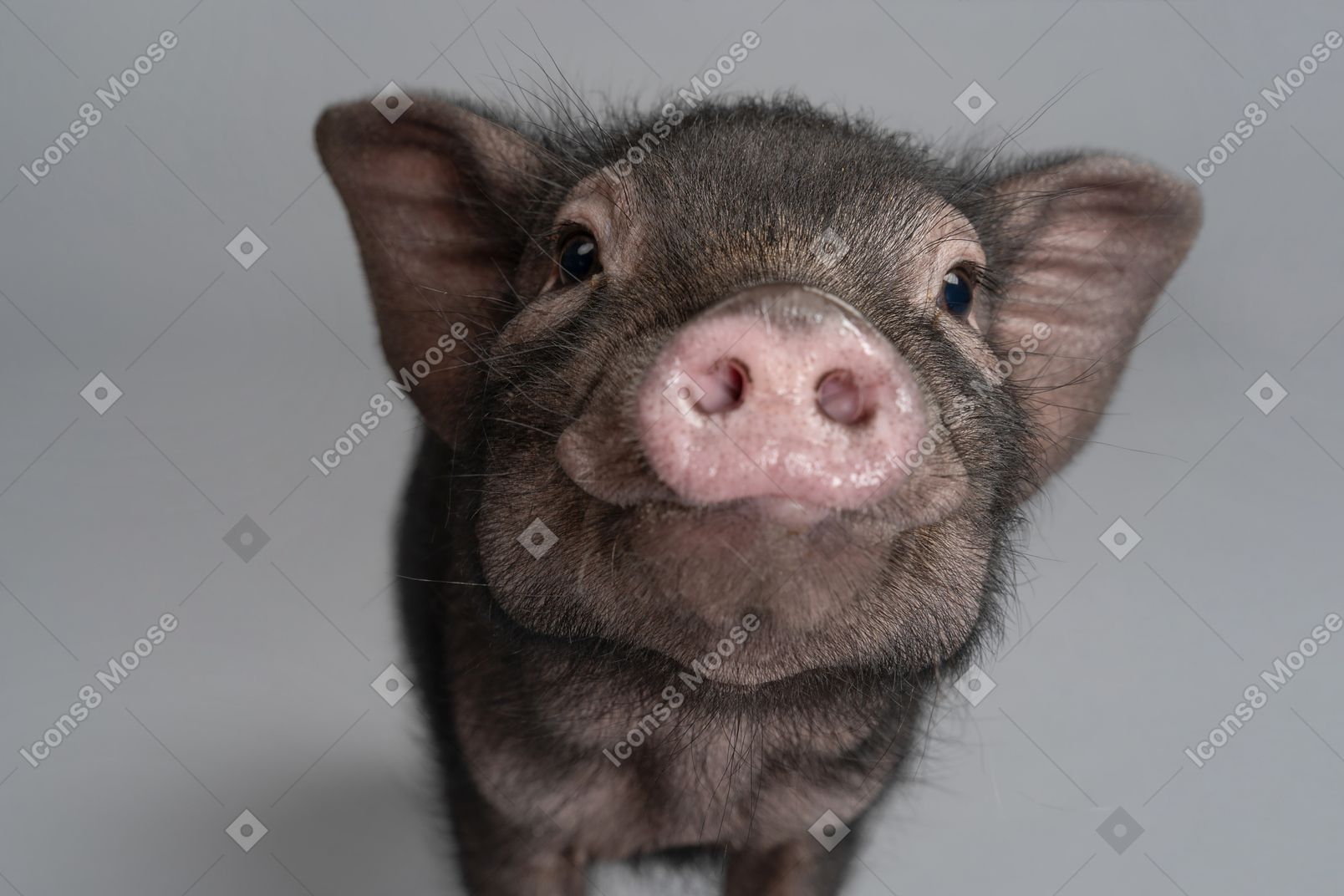 카메라를보고 귀여운 작은 돼지