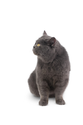 Grey cat