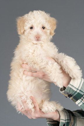 Poodle branco bonito, posando em fundo cinza