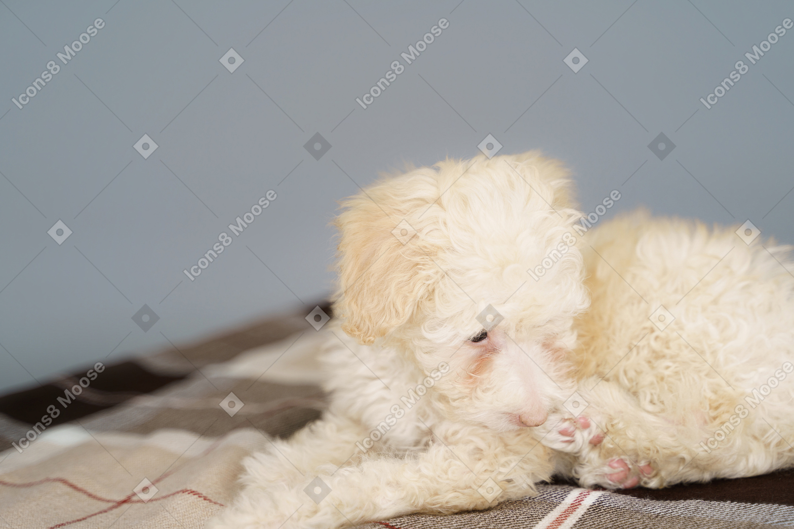 A figura intera di un minuscolo cucciolo sdraiato su una coperta a quadri e guardando da parte